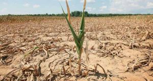 Clima, Agricoltura, Toscana: I cambiamenti climatici colpiscono l’agricoltura toscana