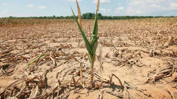 Clima, Agricoltura, Toscana: I cambiamenti climatici colpiscono l’agricoltura toscana