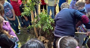 Festa degli alberi a Marroneto: messe a dimora 15 nuove piantine