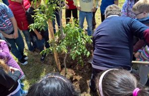 Festa degli alberi a Marroneto: messe a dimora 15 nuove piantine