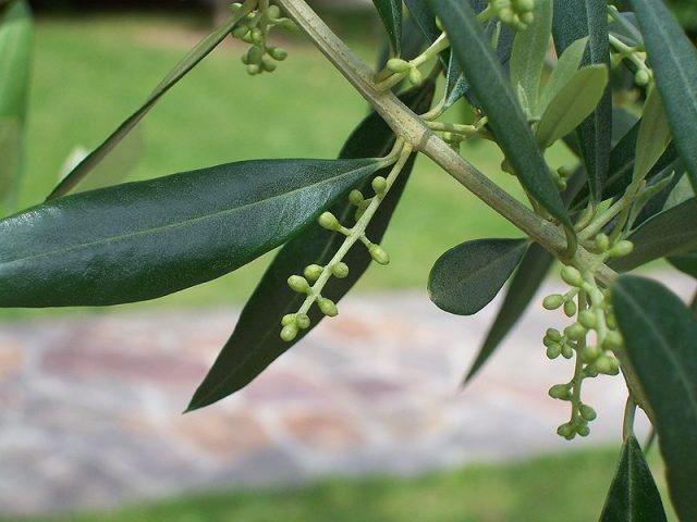 Agricoltura, Toscana: Xylella, approvato piano per difendere le colture toscane