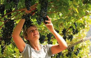 Agricoltura, Toscana: 27 milioni di euro per la viticoltura toscana