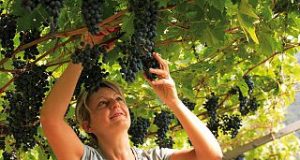 Agricoltura, Toscana: 27 milioni di euro per la viticoltura toscana