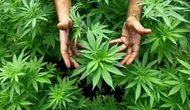 Salute, Toscana: Conoscere la cannabis
