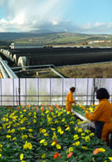 Vicenda Floramiata, grande attenzione dalla Regione per individuare soluzione problemi