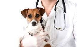 Toscana: Tutela e benessere animale, varato il Piano regionale 2017-2018