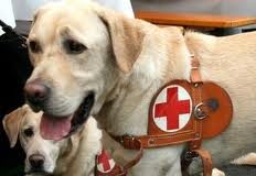 Sociale, Toscana: Scuola cani guida, Saccardi ha consegnato labrador e golden retriever ai destinatari non vedenti