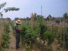 Finanziamenti all’agricoltura sociale