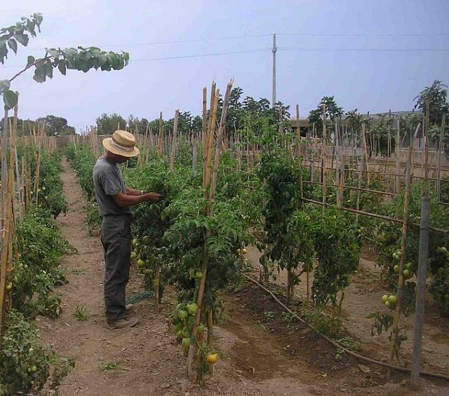 Finanziamenti all'agricoltura sociale