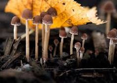 In Toscana autunno da record per i funghi: le regole per una raccolta corretta, spiegate