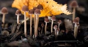 In Toscana autunno da record per i funghi: le regole per una raccolta corretta, spiegate