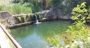 Moria di pesci nel Torrente Possera a Pomarance