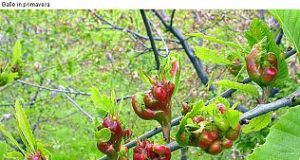Agricoltura, Amiata: Incontro sul cinipide