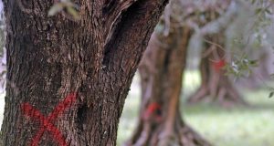 Toscana indenne da xylella