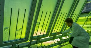Da un progetto di ricerca italiano passi avanti per la green economy delle alghe