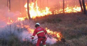 Ambiente, Toscana: Incendi boschivi, Remaschi: “Anticipato al 10 giugno il divieto di accensione fuochi”