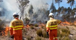 Torna la stagione degli incendi in Toscana, 5 ettari di bosco in fumo a Massa Marittima