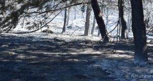 FLAI CGIL e FAI CISL di Siena e Grosseto: “Chiediamo la riapertura del turnover per gli operai forestali”