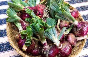 Agricoltura, Santa Fiora: Cipolla della Selva e patata delle Macchie verso la definizione del disciplinare di produzione