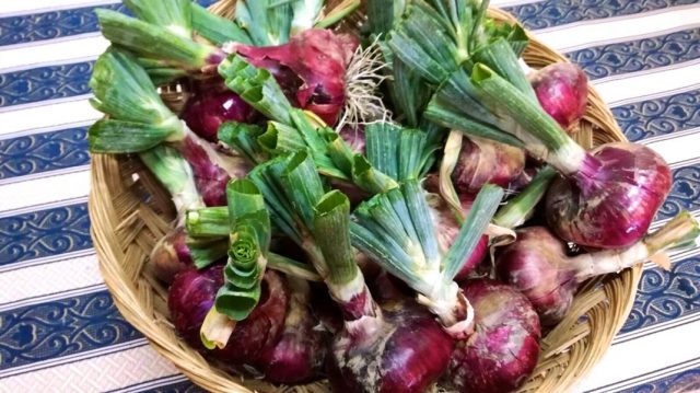 Agricoltura, Santa Fiora: Cipolla della Selva e patata delle Macchie verso la definizione del disciplinare di produzione