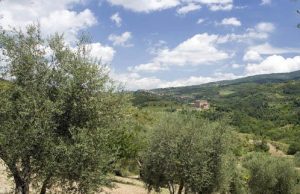 Cinque milioni di euro per l’oro verde