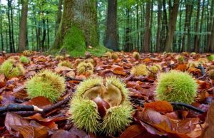 Turismo, Amiata: Una stagione tutta da scoprire, e da assaggiare, con AmiatAutunno