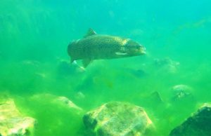 Santa Fiora: Trota Macrostigma, successo del progetto di ripopolamento