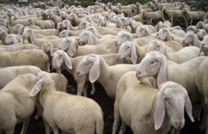 Latte ovi-caprino, intervento da 2 milioni di euro per il rilancio del settore