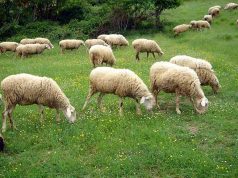 Dalla Regione 2 milioni di euro per gli ovini