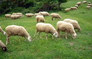 Dalla Regione 2 milioni di euro per gli ovini