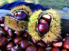 Castagne: la qualità c’è ma la produzione è in calo come nel 2017