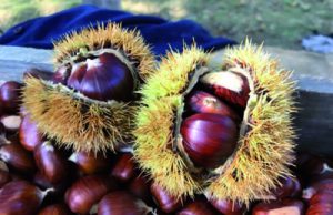 Castagne: la qualità c’è ma la produzione è in calo come nel 2017