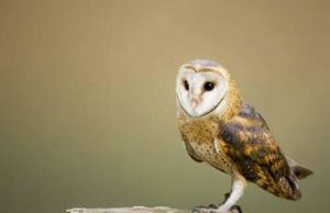 Programma LIFE – bandi 2019 su tutela ambientale e clima