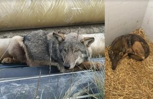 Di nuovo liberi Athos e Porthos, i due lupi curati all’Ospedale didattico veterinario dell’università di Pisa