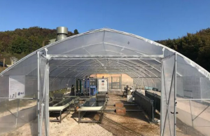 Nasce a Canneto la fabbrica a vapore di alga spirulina