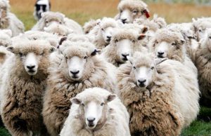 A che punto sono i bandi per sostenere il comparto ovi-caprino da latte in Toscana