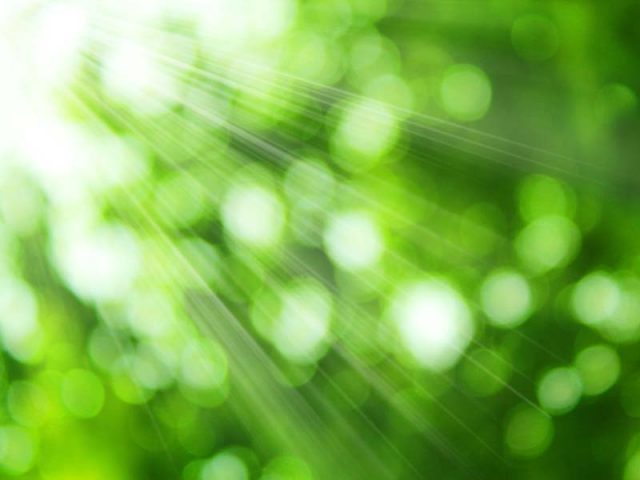 Fresh green leaves and sunshine