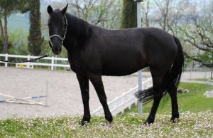 A Pomarance la X Rassegna del Cavallino di Monterufoli