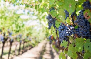 Vendemmia 2019, +10% in Toscana. Rossi: “Un risultato del buon governo regionale”