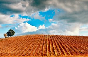 Agricoltura, Remaschi: ”Garanzie gratuite al 50% per sostenere investimenti e innovazione del settore”