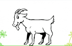 A Santa Fiora la prima rievocazione del volo della capra