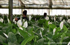 Piancastagnaio. Al Flormart, la bellezza e le proprietà benefiche delle piante Floramiata