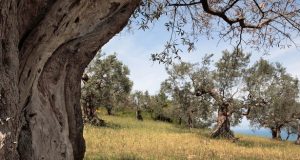 Città dell’olio, in Toscana per un’esperienza di gusto e cultura con la Camminata tra gli olivi