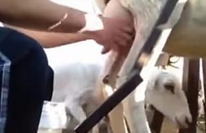 Crisi comparto ovi-caprino, summit in Regione