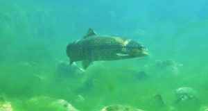 S. Fiora. “Experience Fiora”: visita guidata alla Peschiera