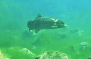 S. Fiora. “Experience Fiora”: visita guidata alla Peschiera