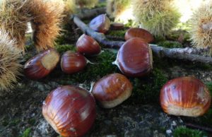 Con #AmiatAutunno ottobre è all’insegna del gusto