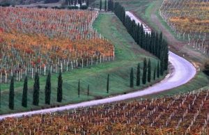 Agricoltura del futuro: organizzati due seminari dedicati a progetti innovativi per la filiera vitivinicola