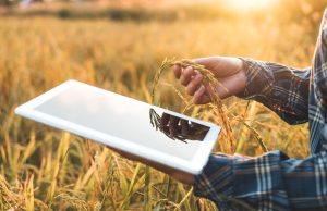 Pacchetto Giovani, 18 mln di euro in arrivo per i neo agricoltori