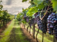 Geotermia: Le nuove frontiere dell’economia geotermica toscana, dall’industria del vino a quella del litio